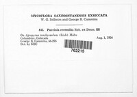 Puccinia recondita image